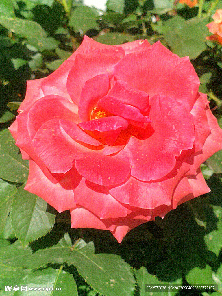 月季花开