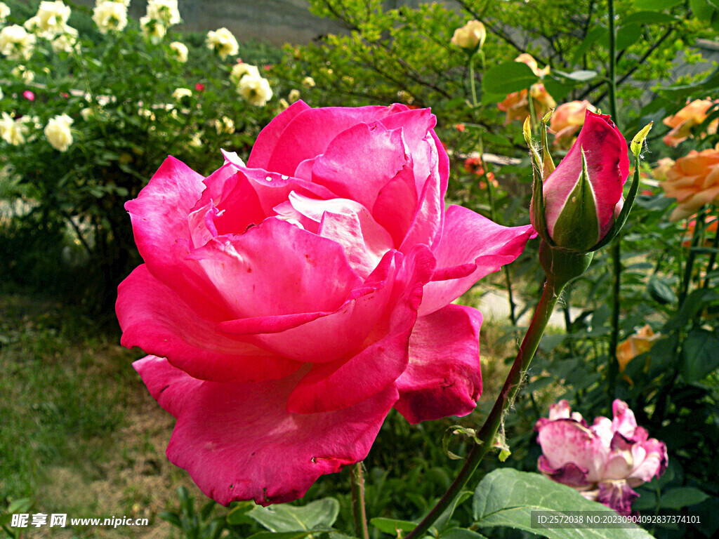月季花开