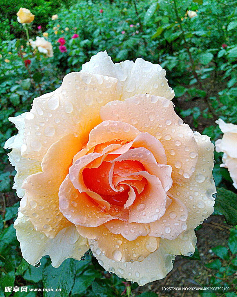 月季花开