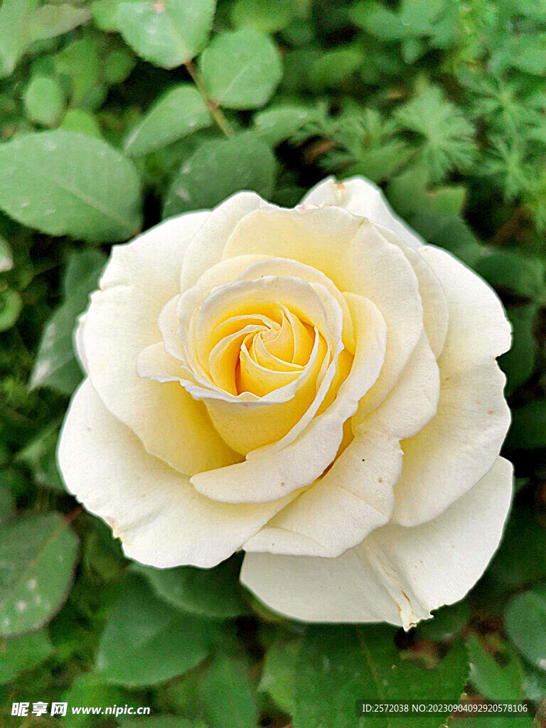 月季花开