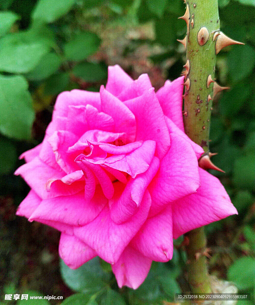 月季花开