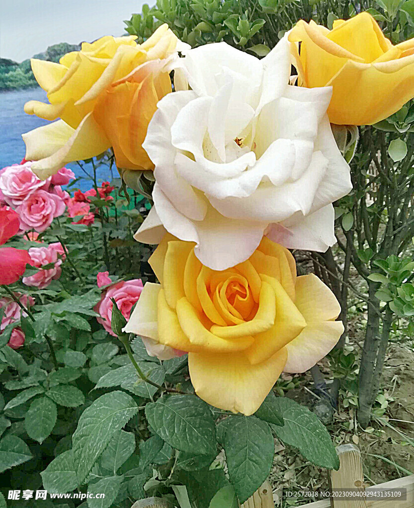 月季花开