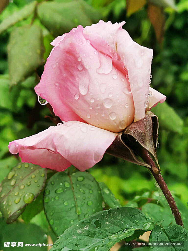 月季花开