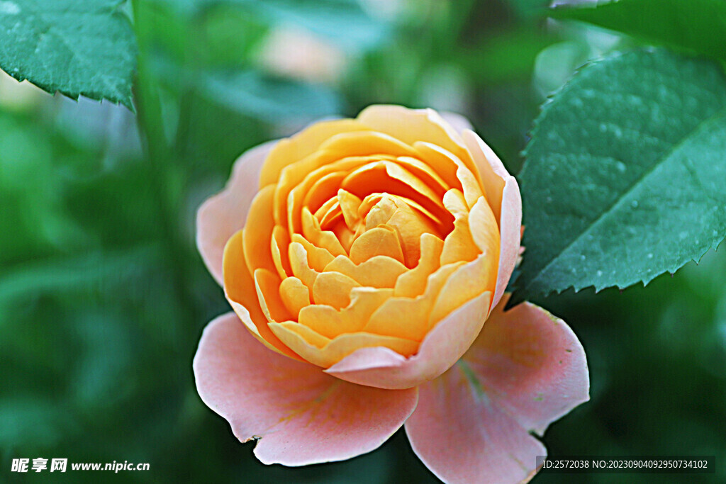月季花开