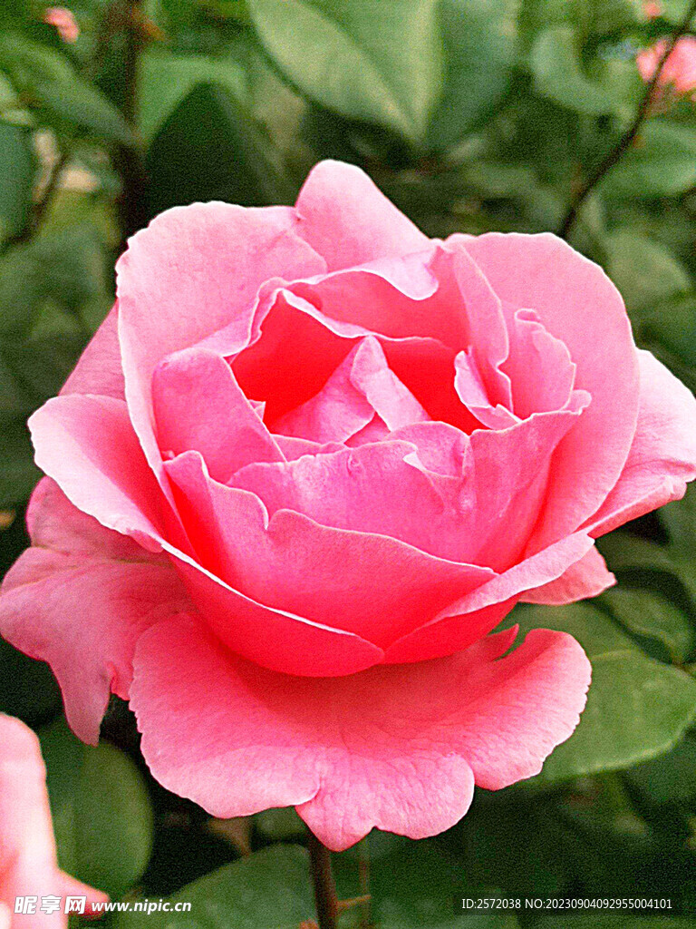 月季花开