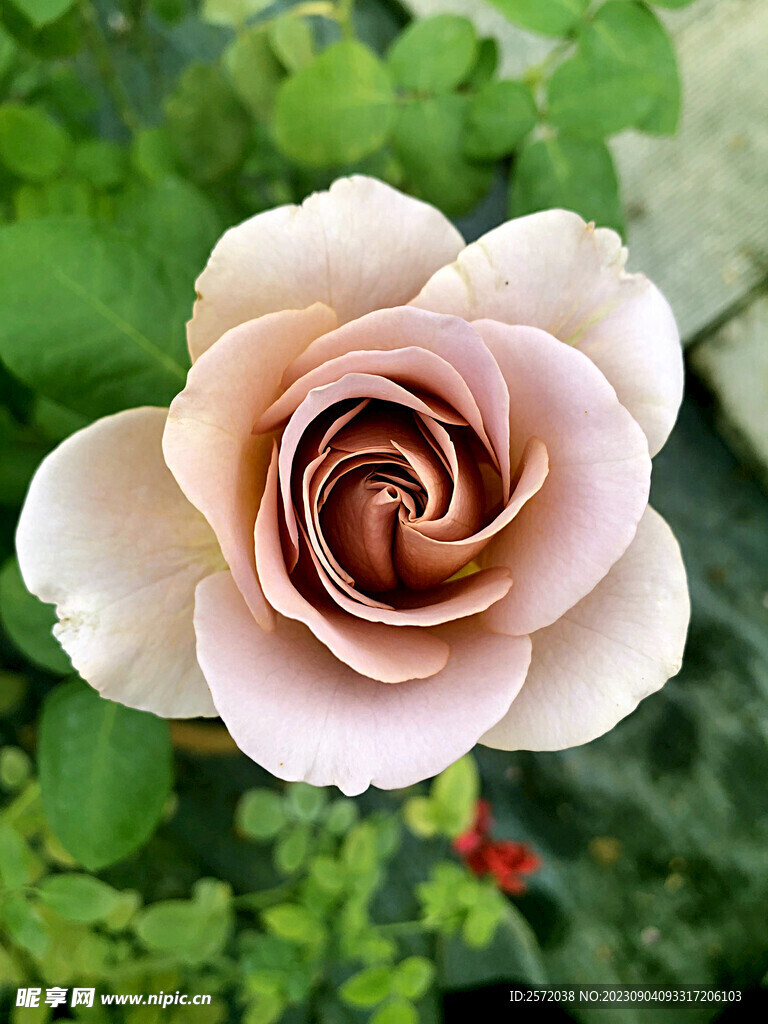 月季花开