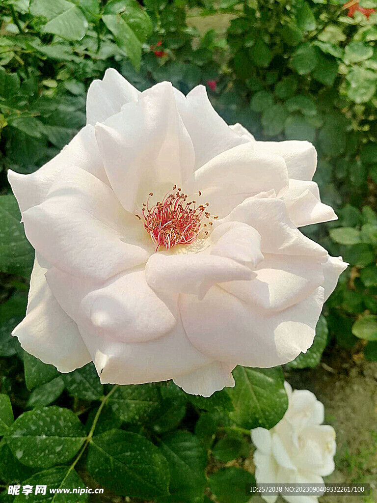 月季花开