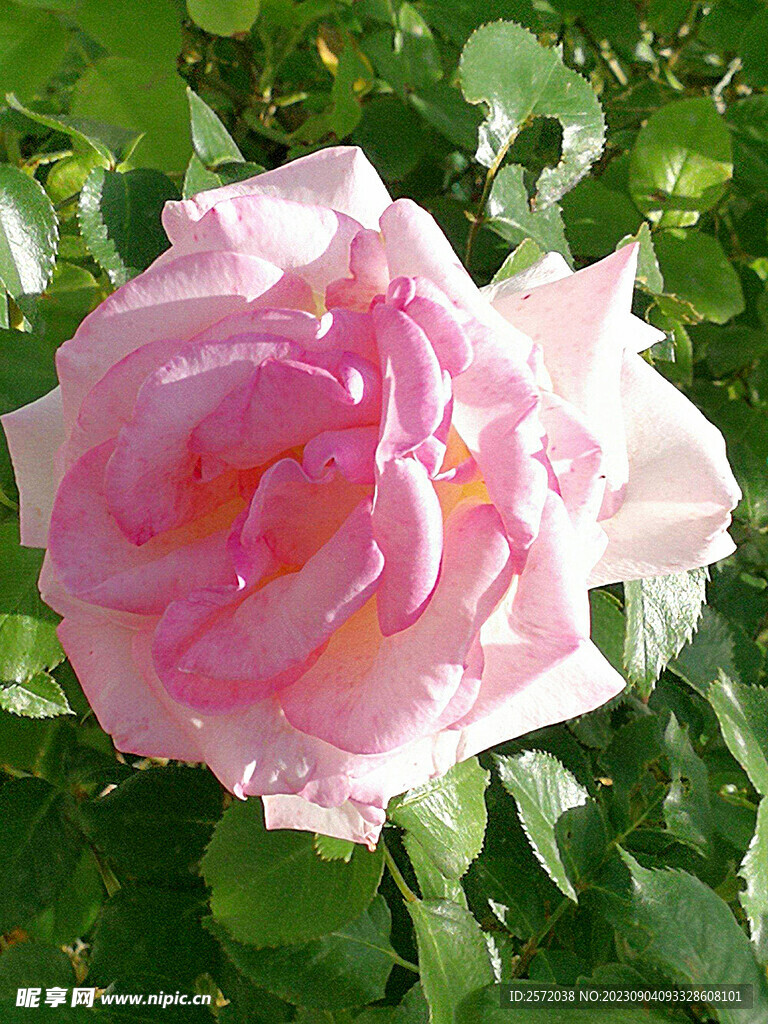 月季花开