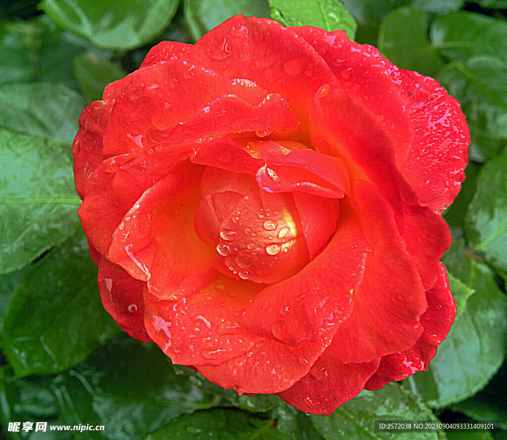 月季花开