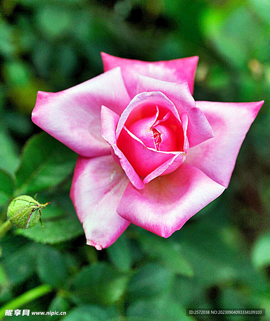 月季花开