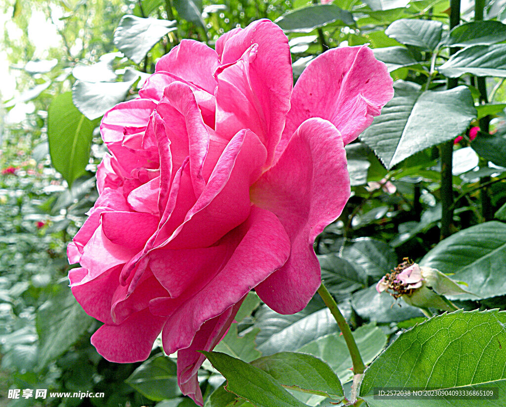 月季花开