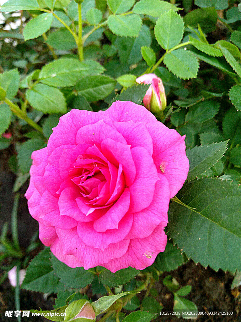 月季花开