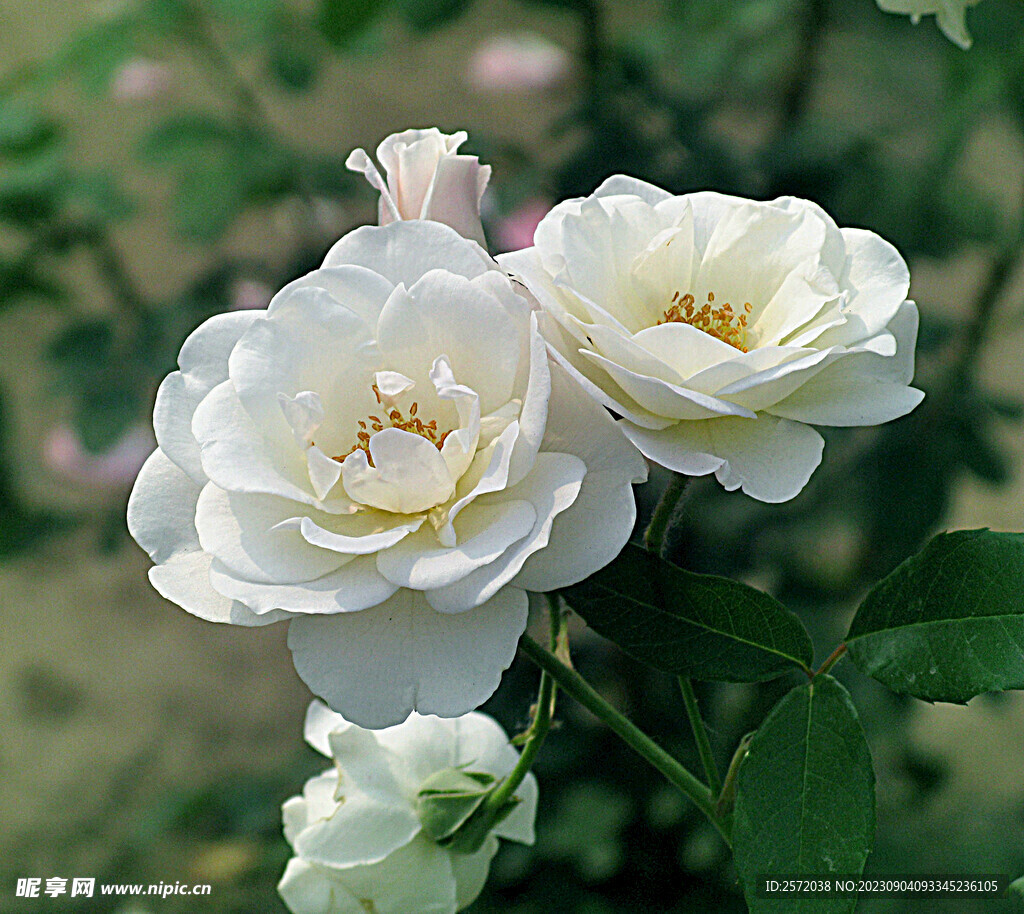 月季花开