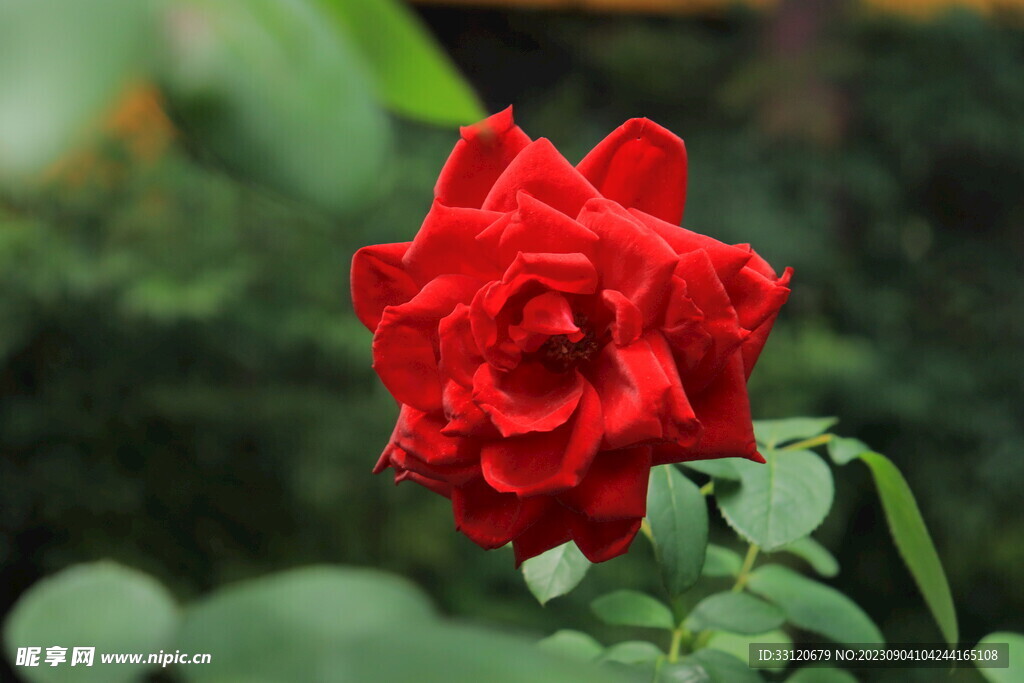 红色玫瑰花