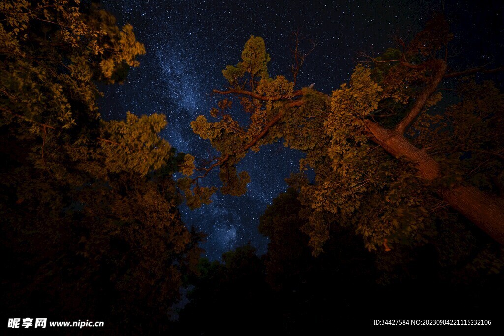 树林上空的星空