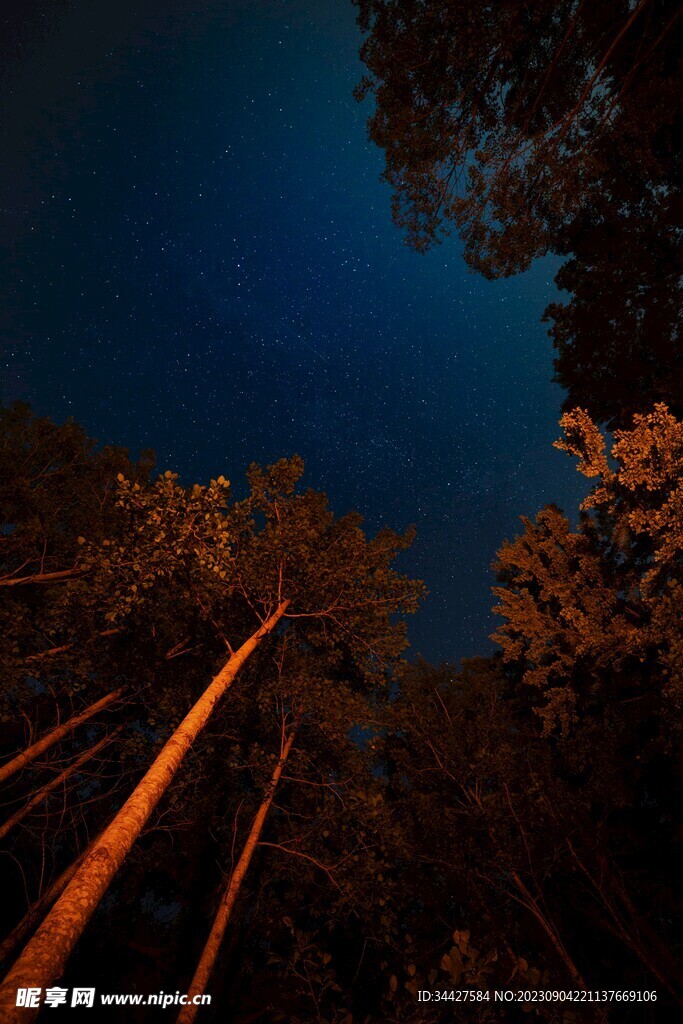 树林上空的星空