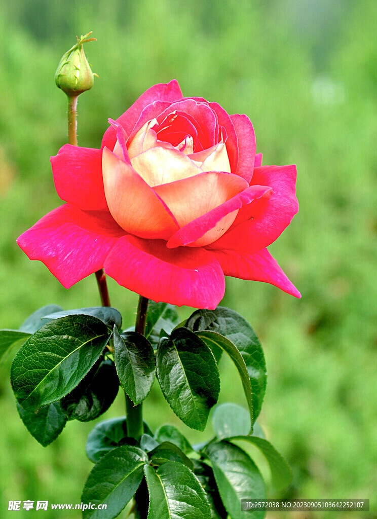 月季花开