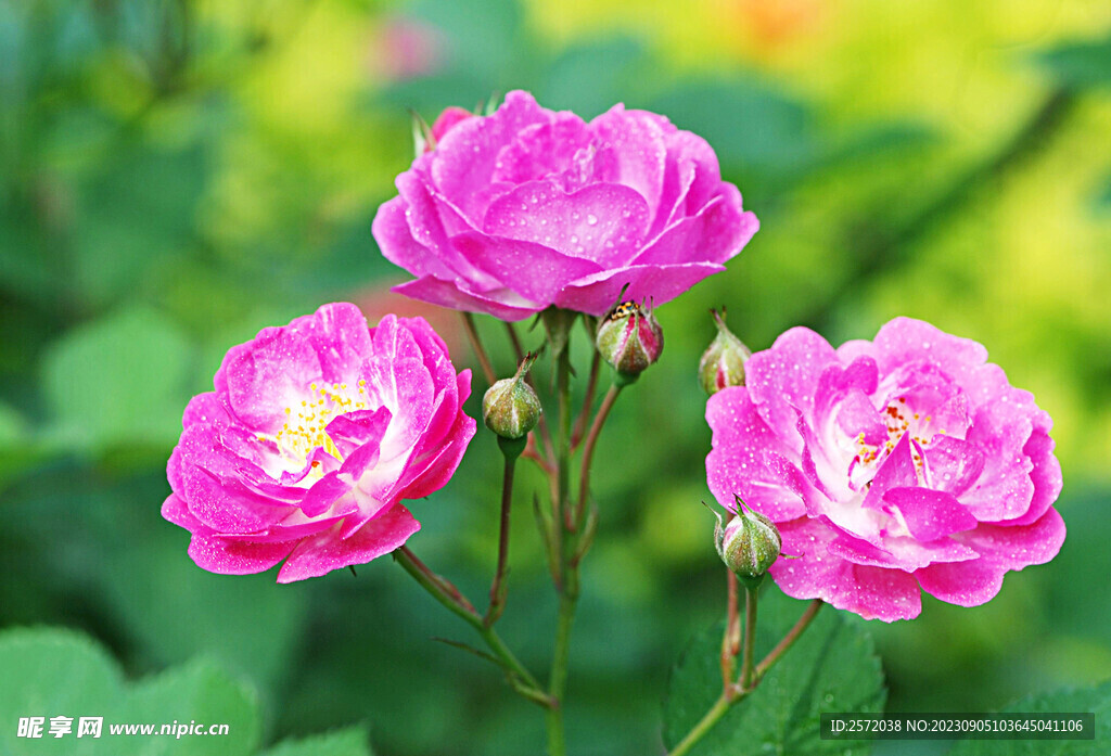 月季花开