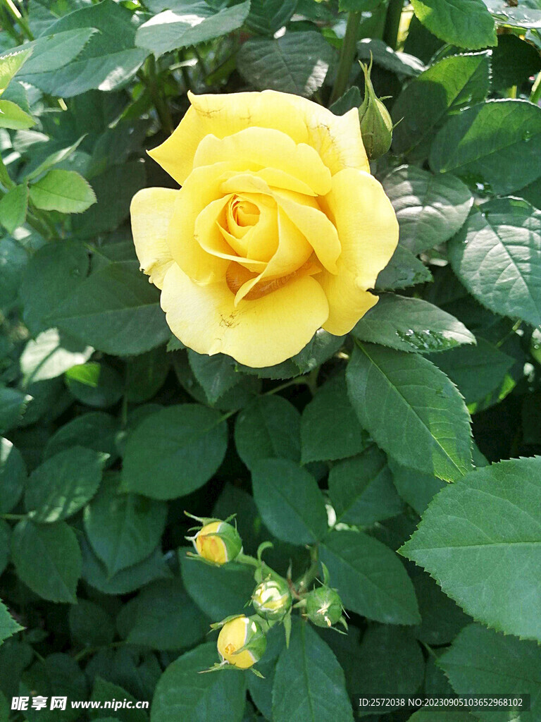 月季花开