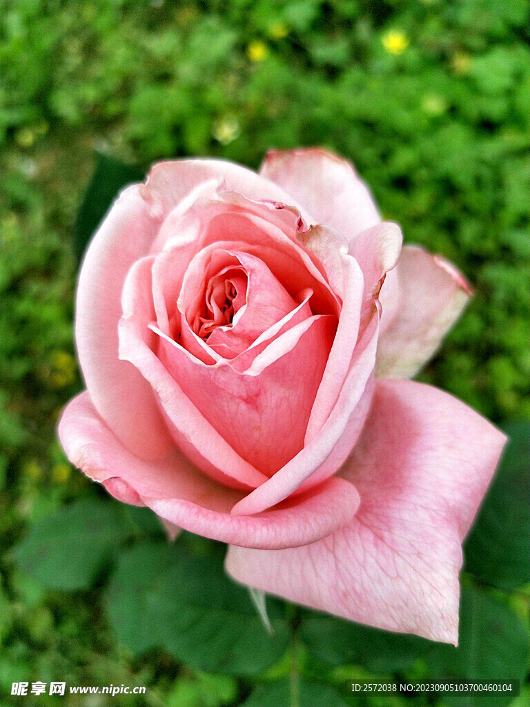 月季花开
