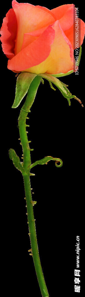 红色玫瑰花