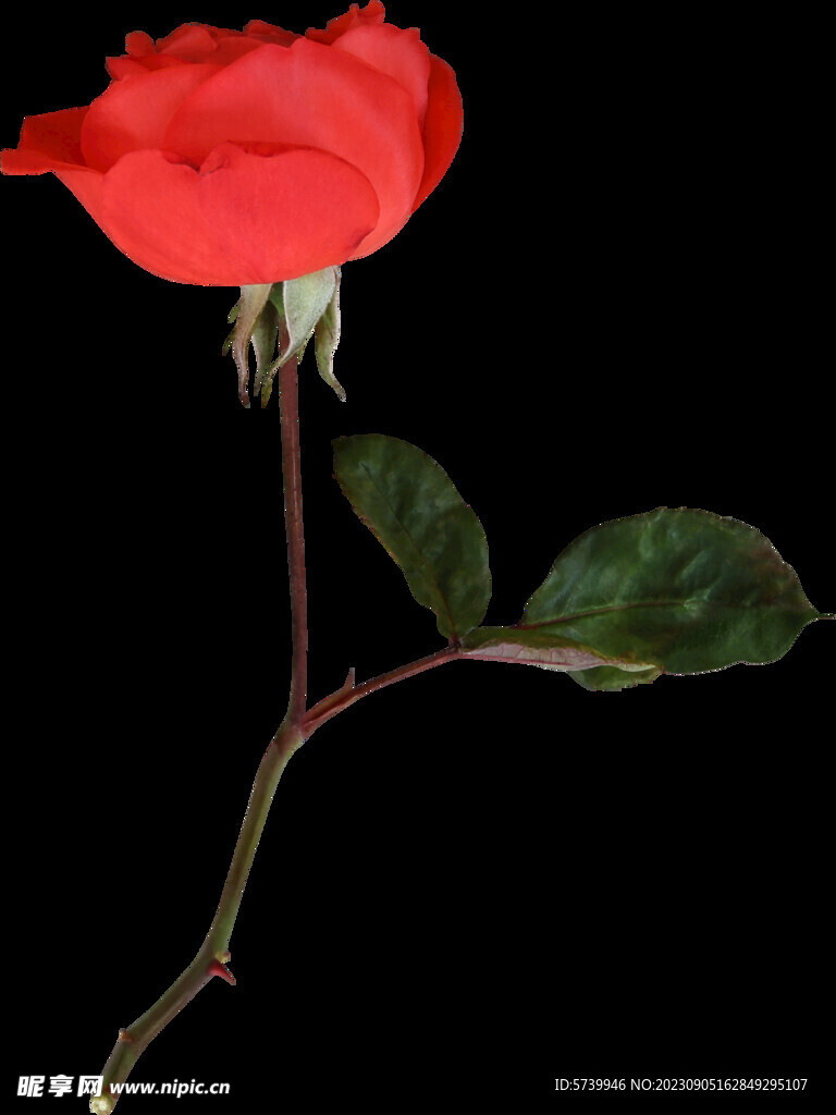 红色玫瑰花