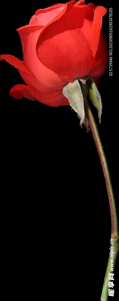 红色玫瑰花