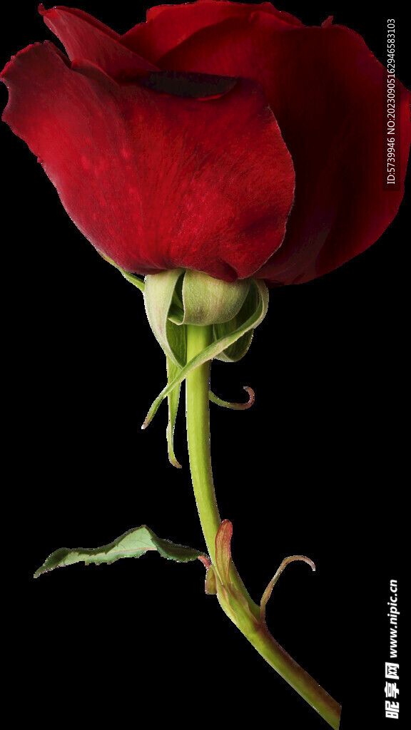 红玫瑰花