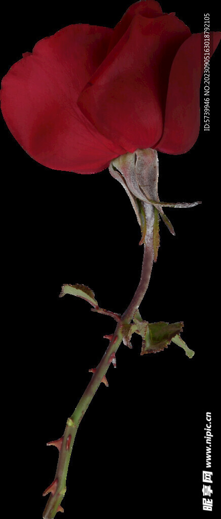 红玫瑰花