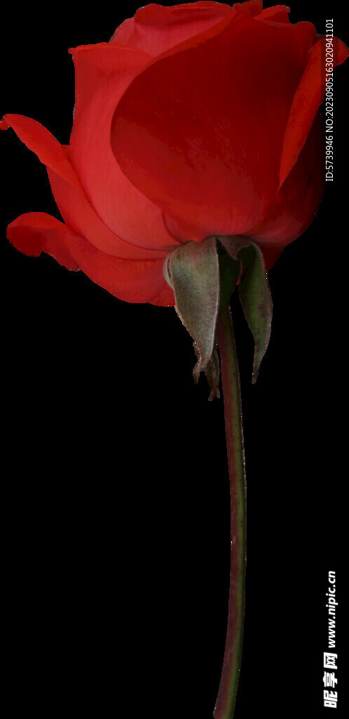 红玫瑰花