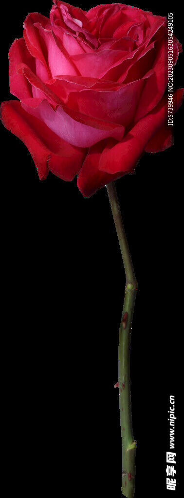 红色玫瑰花