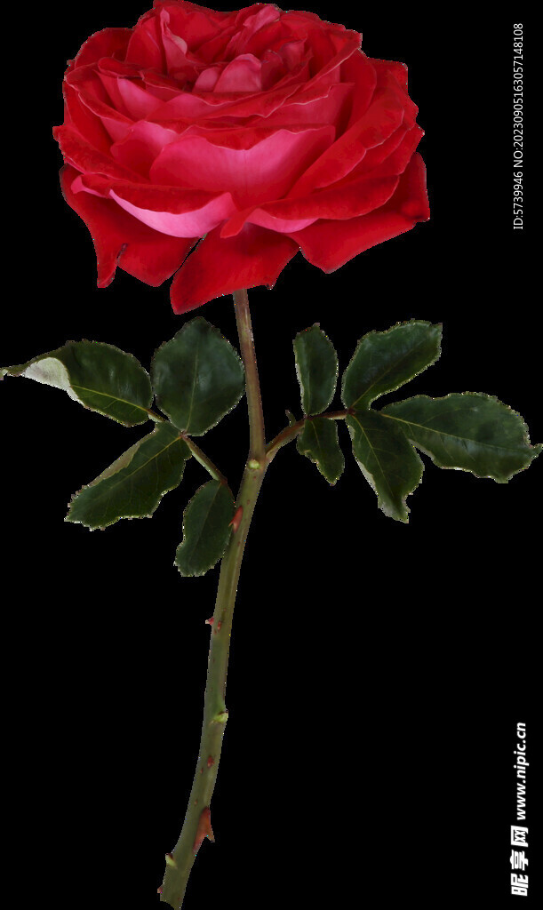 红色玫瑰花