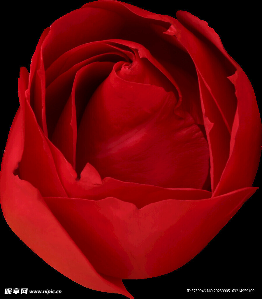 红色的玫瑰花