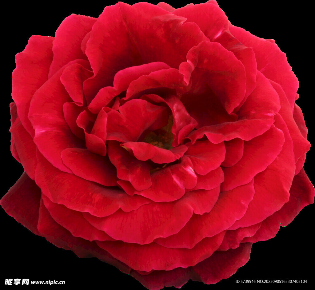 红色的玫瑰花