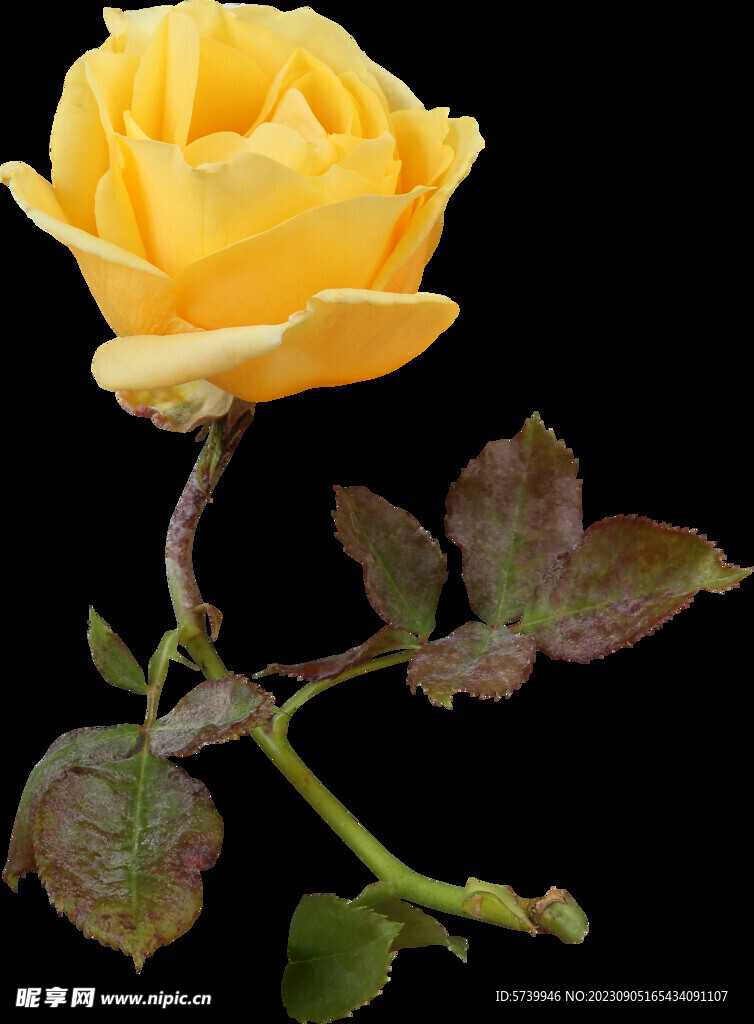 黄色玫瑰花