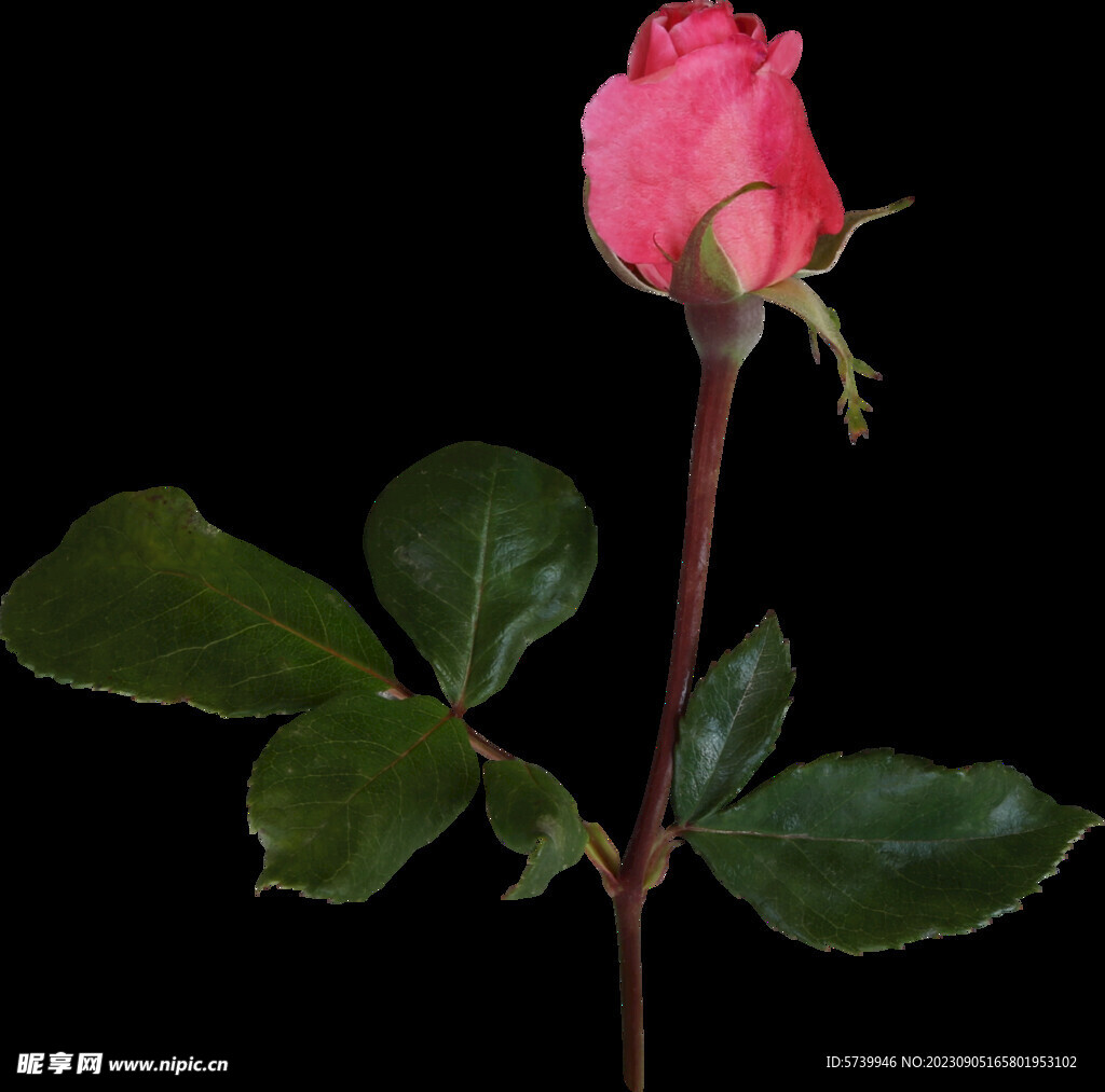 粉色玫瑰花