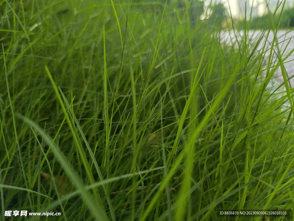 草地
