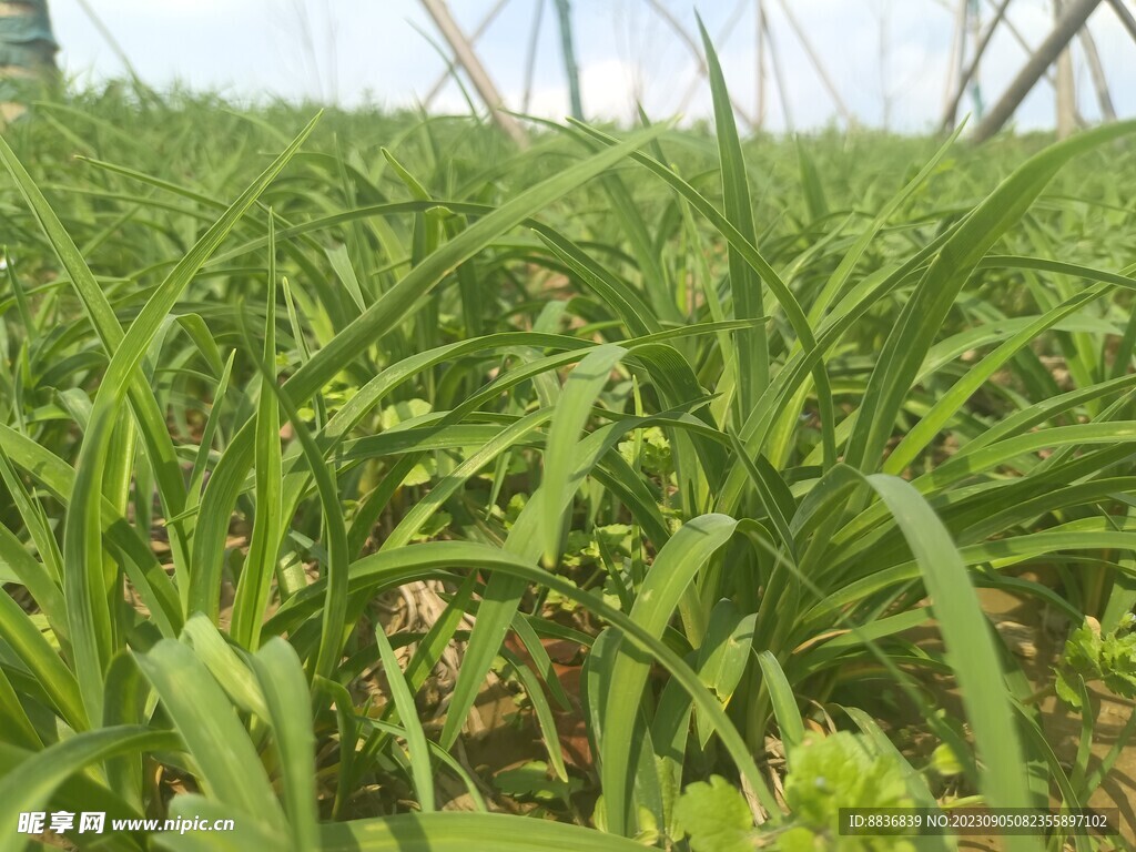绿色植物