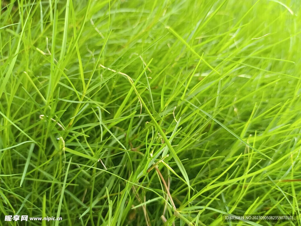 绿色草地
