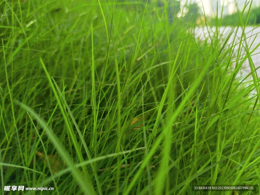 绿色小草