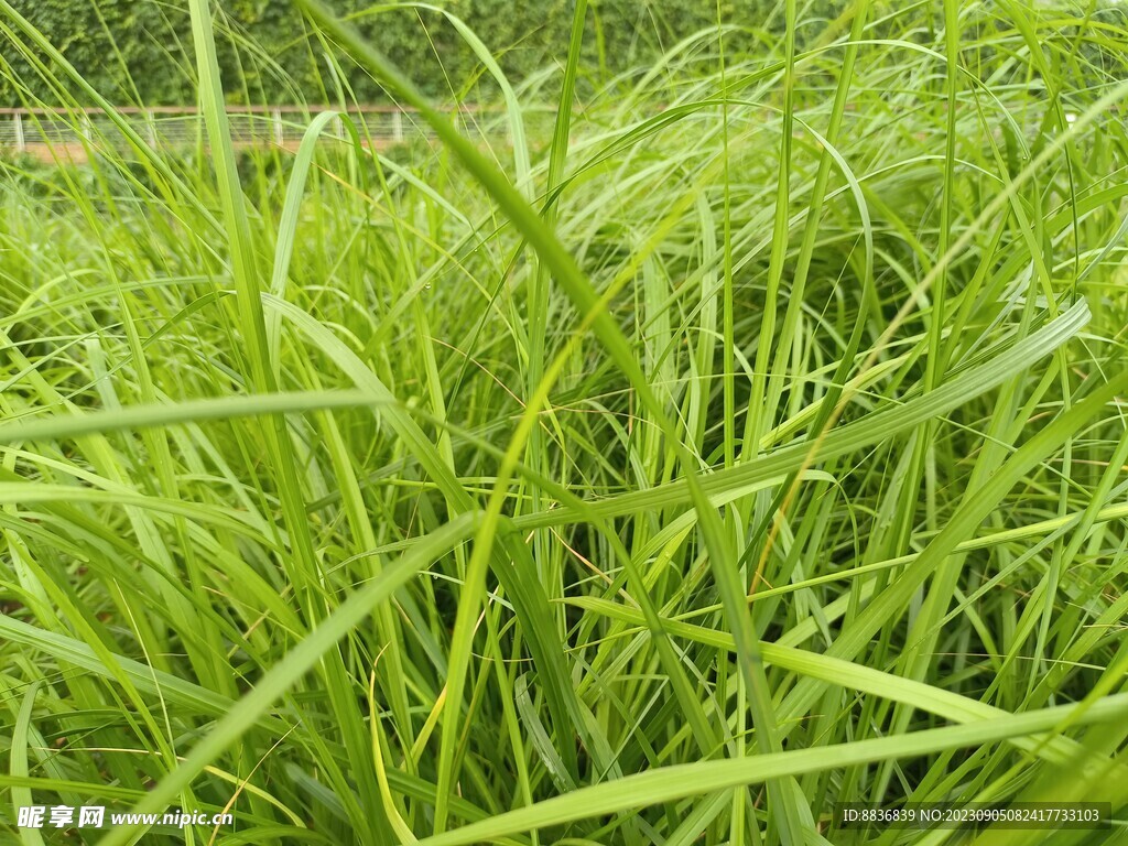 绿色小草