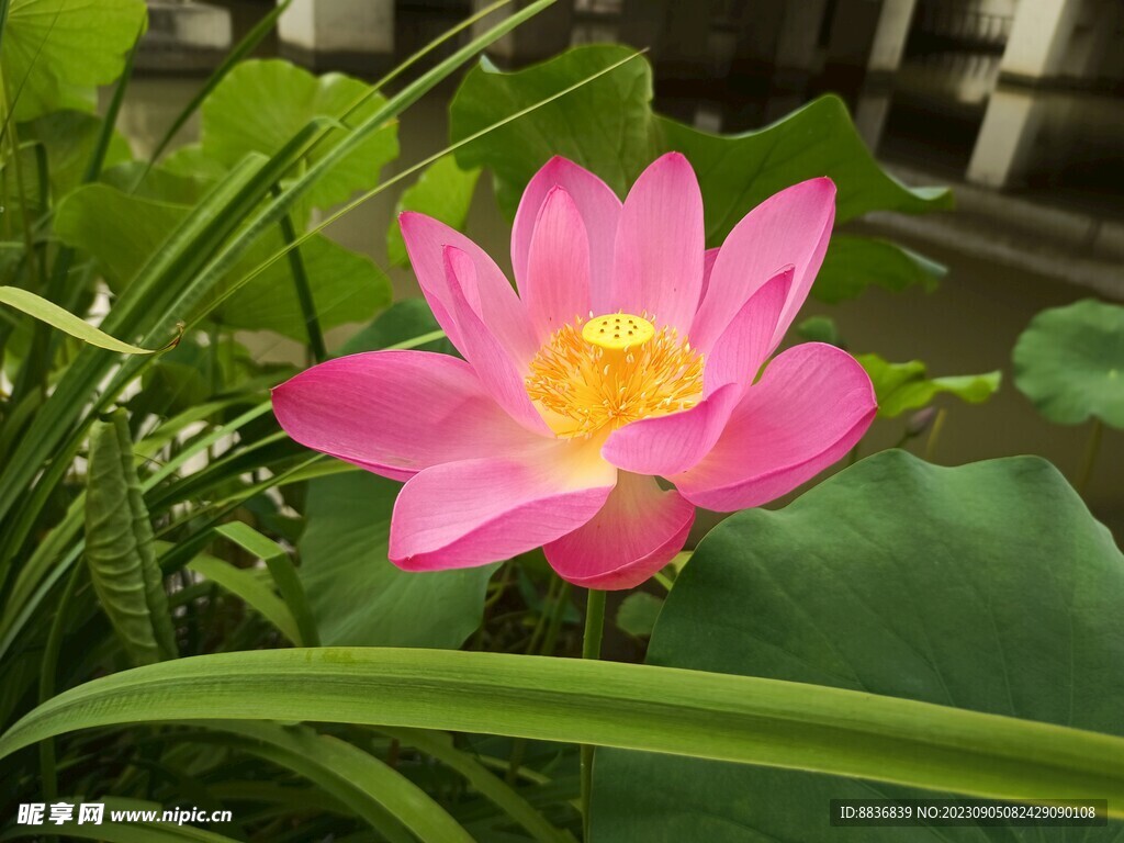 荷花
