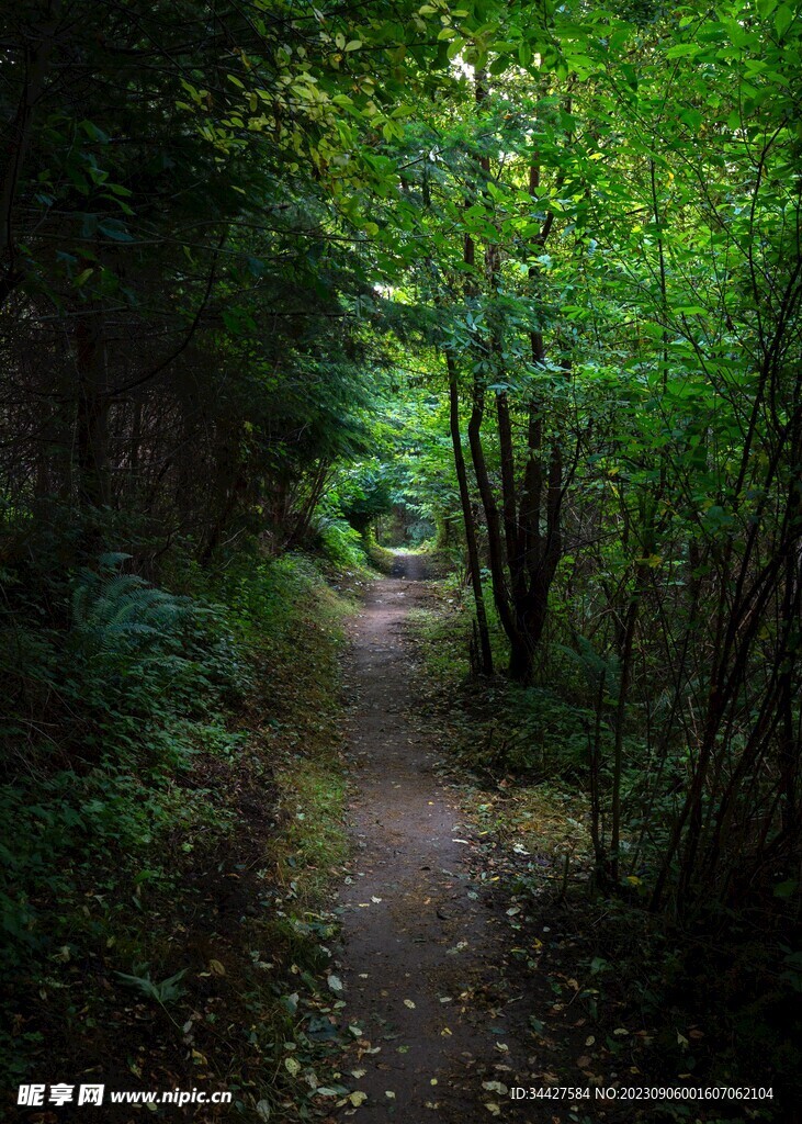 林间小路
