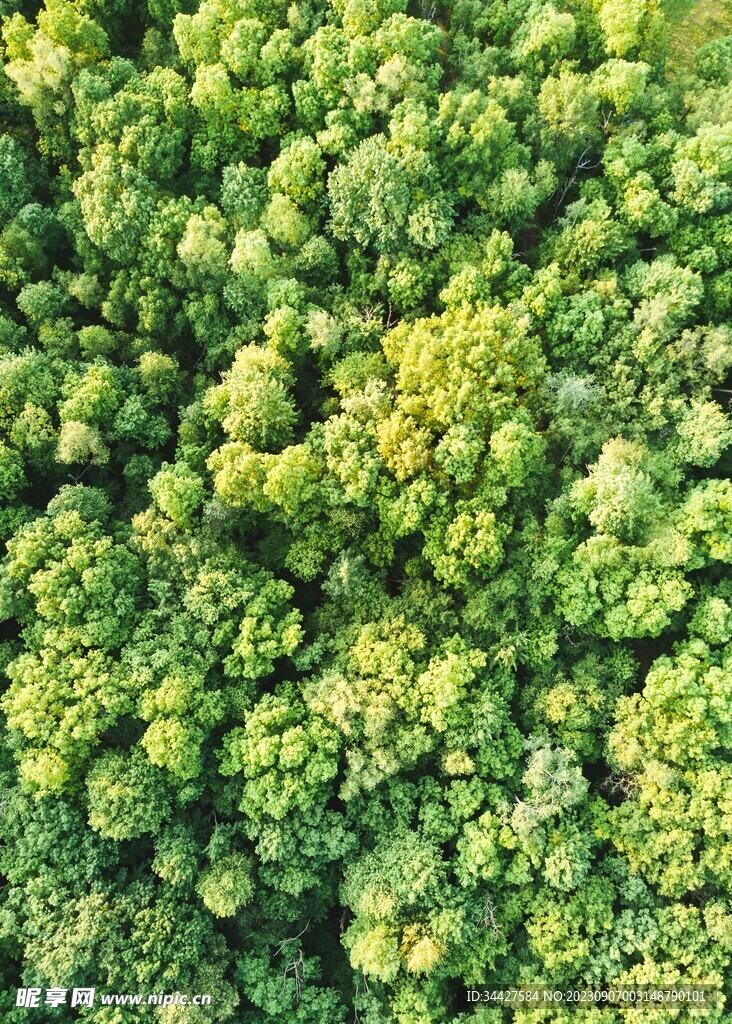 航拍树林