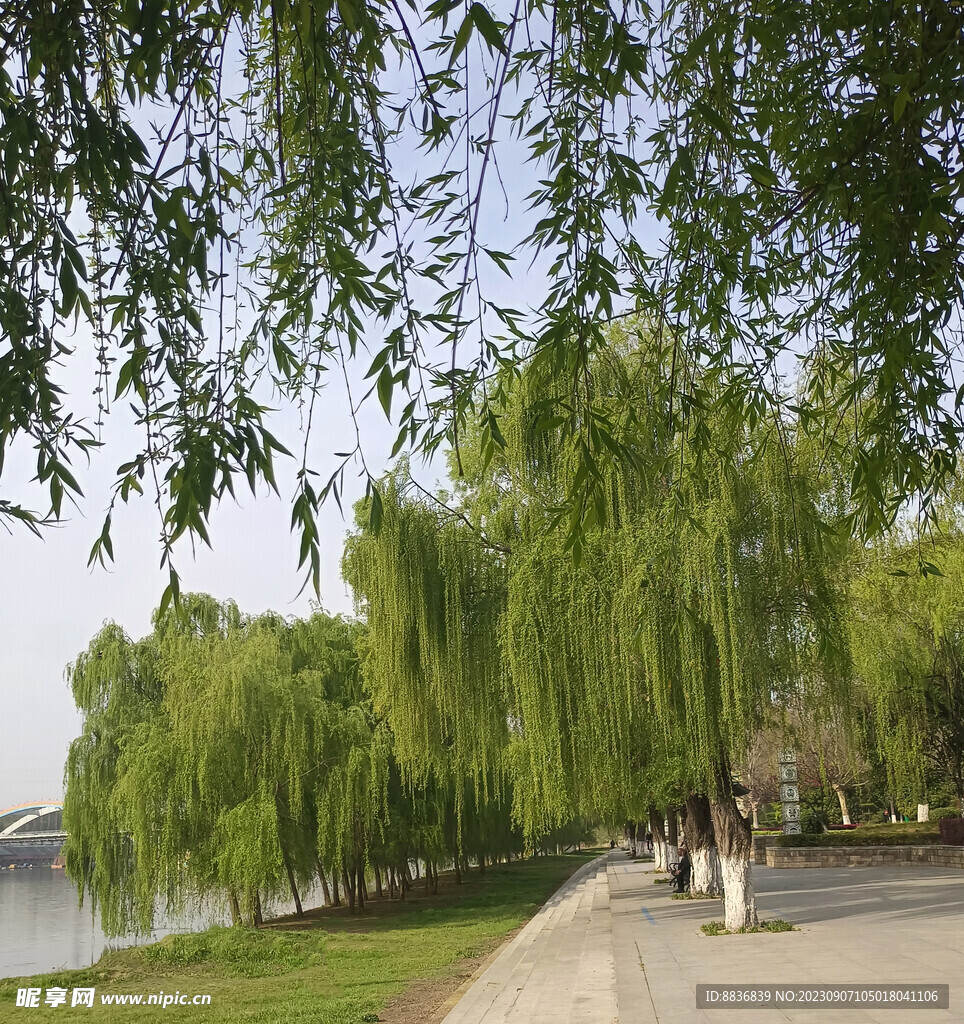 水岸杨柳
