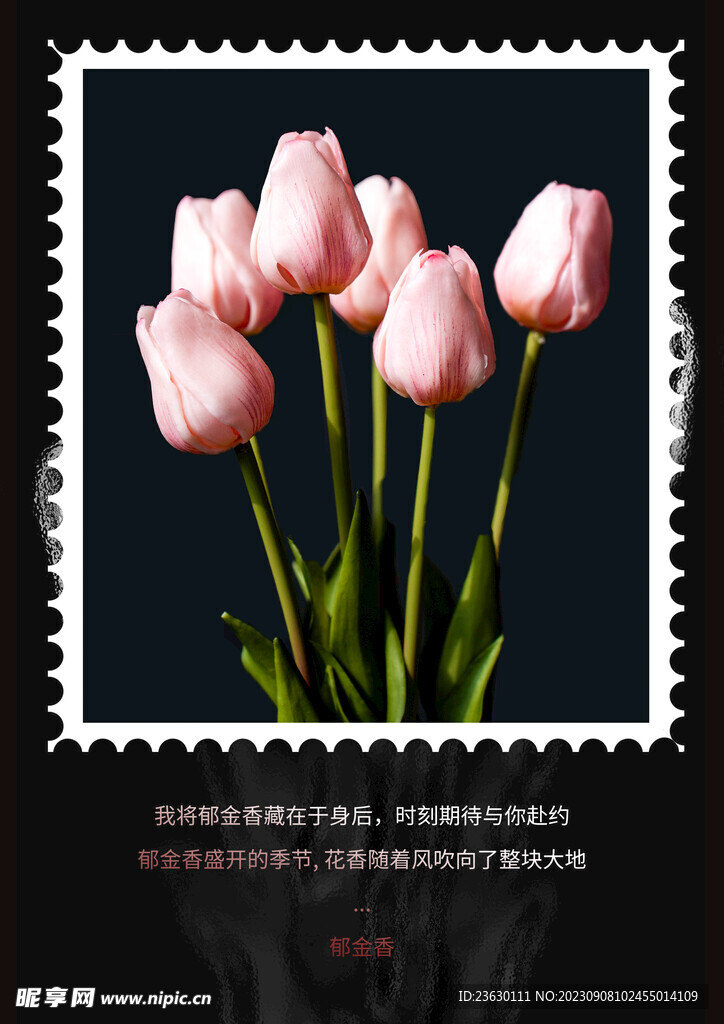 郁金香