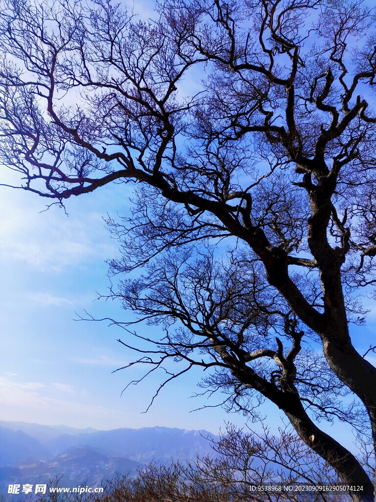 恒山风景树下苍穹