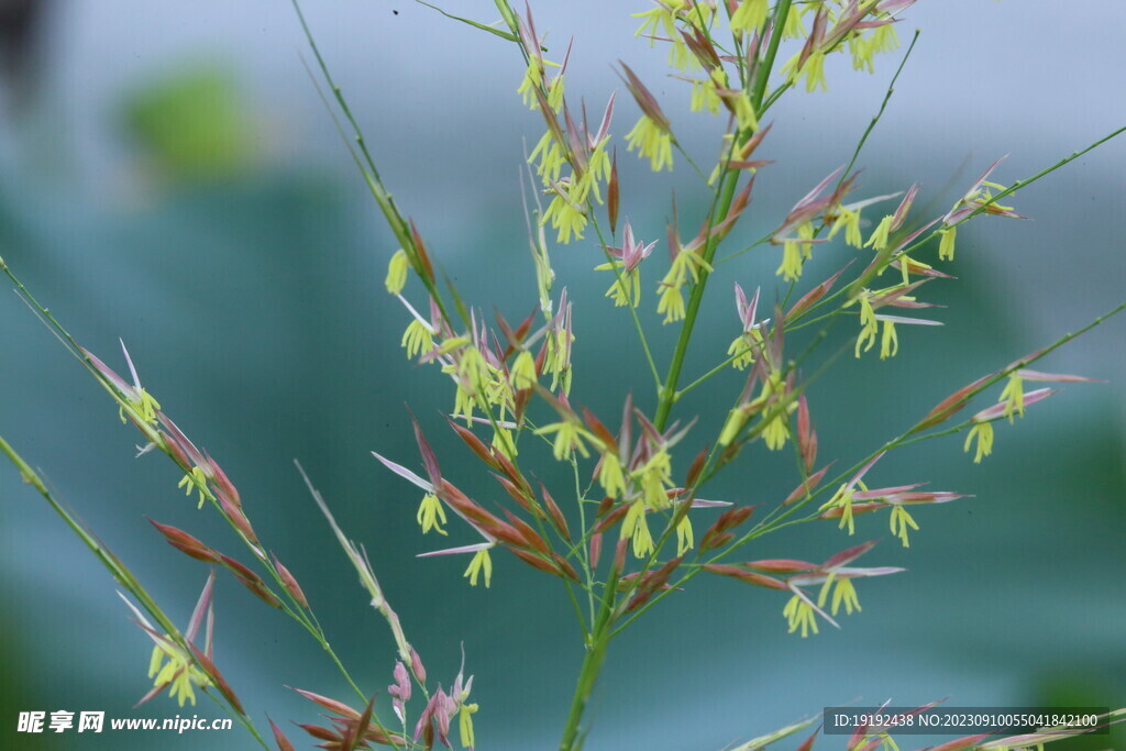 草菰花穗 