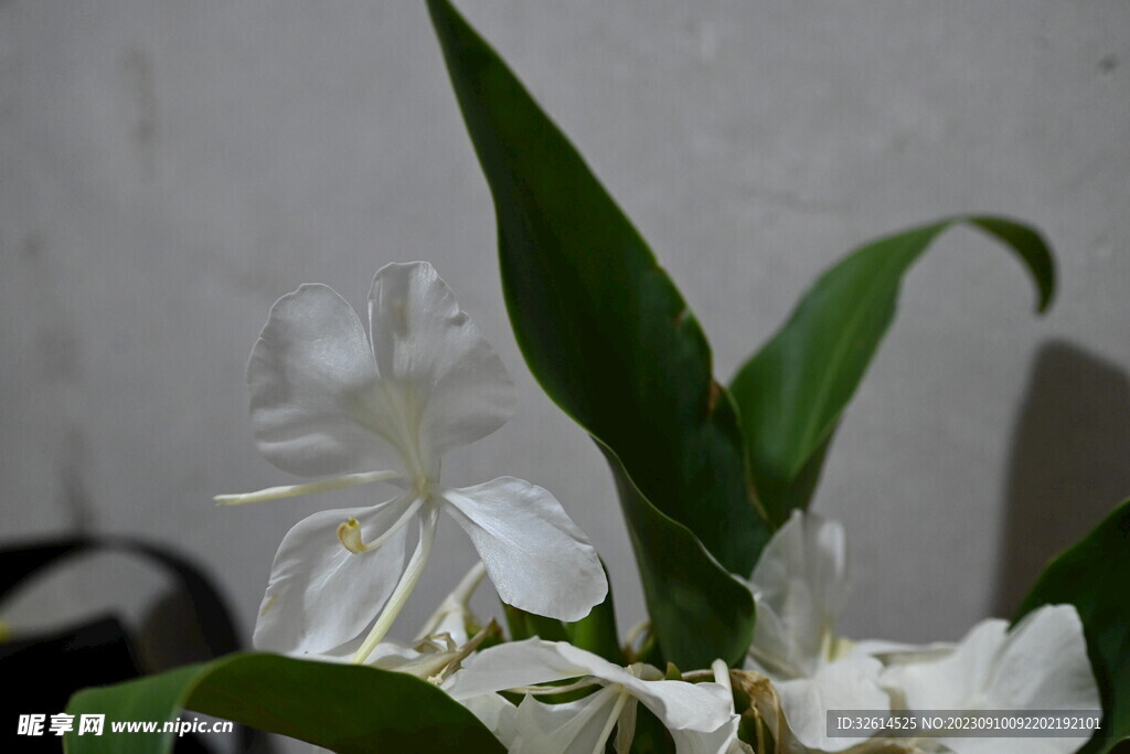 姜花