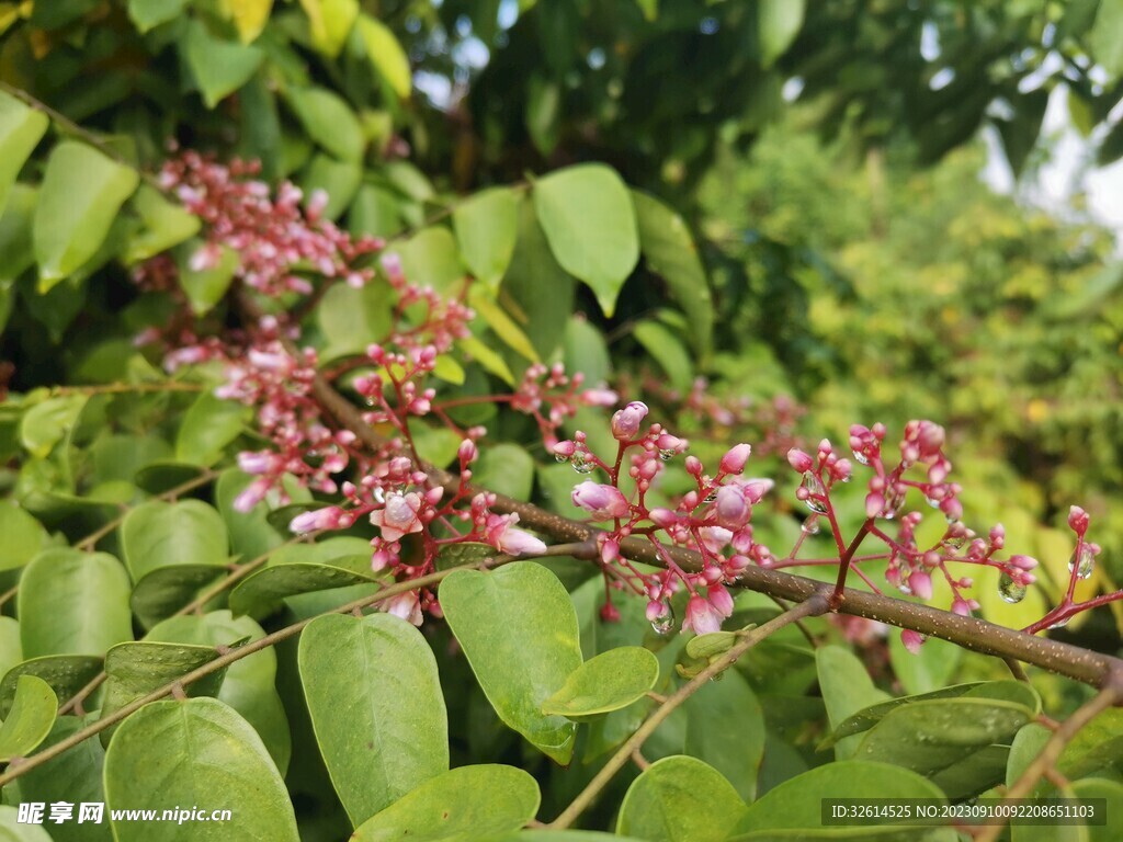杨桃花